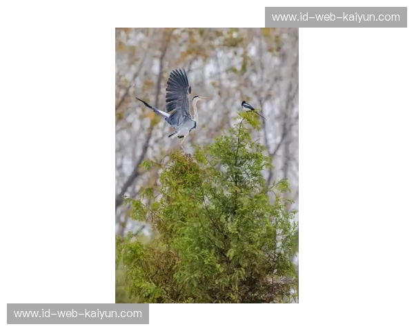 鹰隼与喜鹊的空中缠斗：当塞尔赫斯特公园遇上泰恩河畔的野心